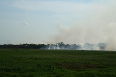 Wild fire in the Pantanal
